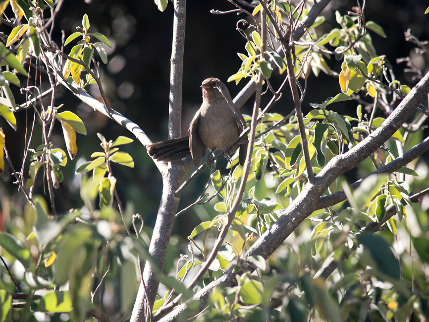 California Towhee - ML624803149