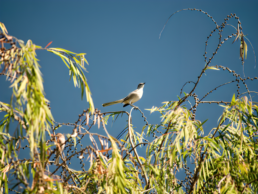 Northern Mockingbird - ML624803270
