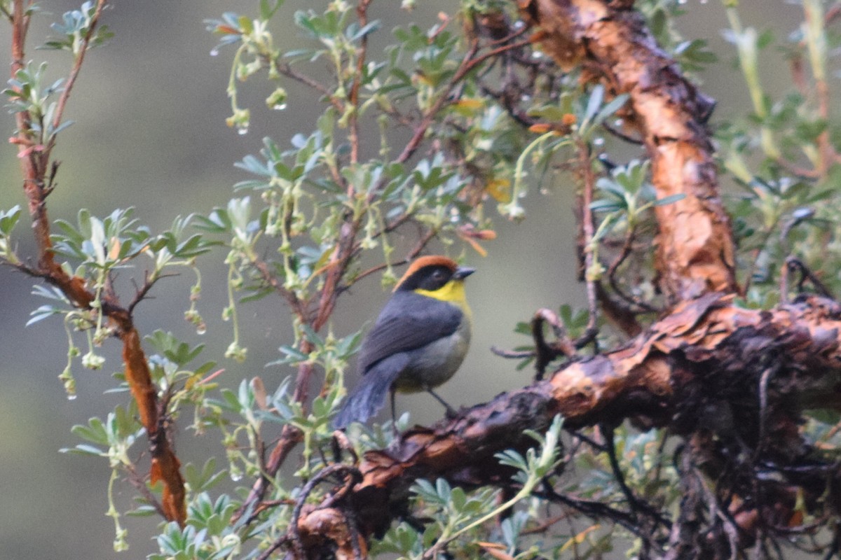 Yellow-breasted Brushfinch - ML624803278