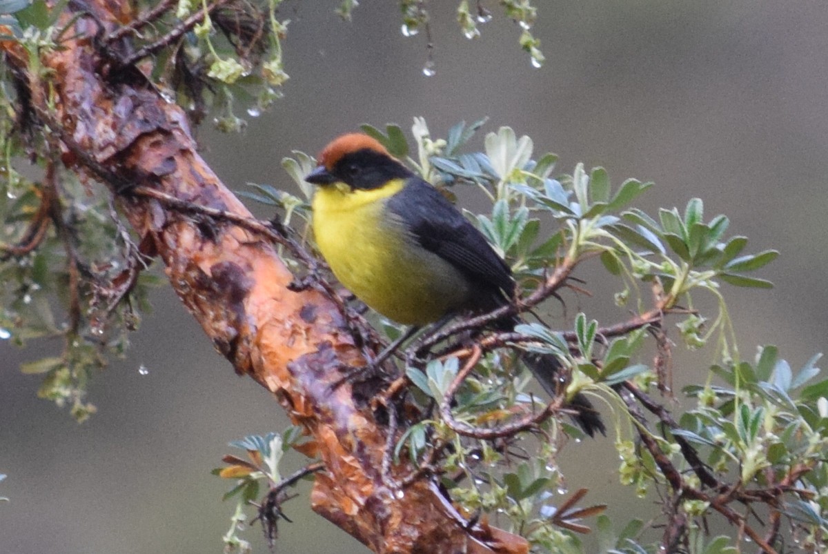 Atlapetes Pechiamarillo - ML624803279