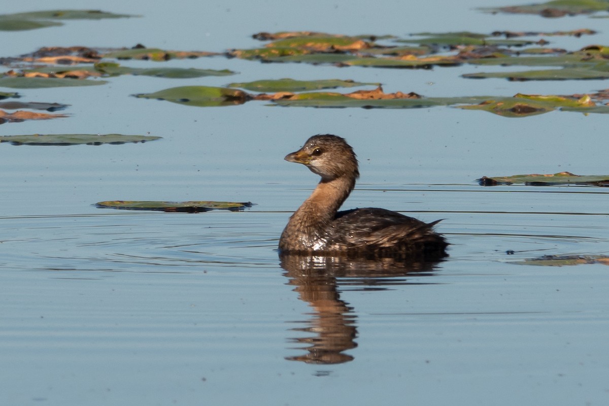 Pied-billed Grebe - ML624803315