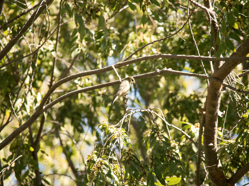 Lesser Goldfinch - ML624803511