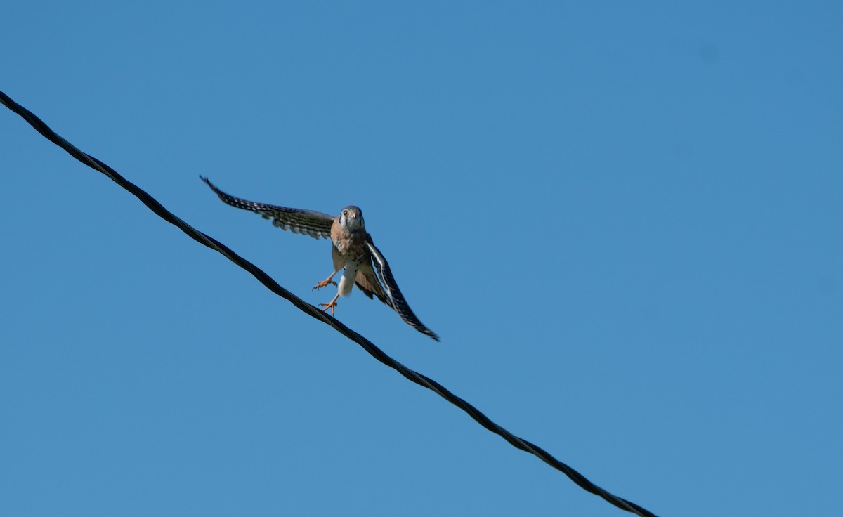 American Kestrel - ML624803559