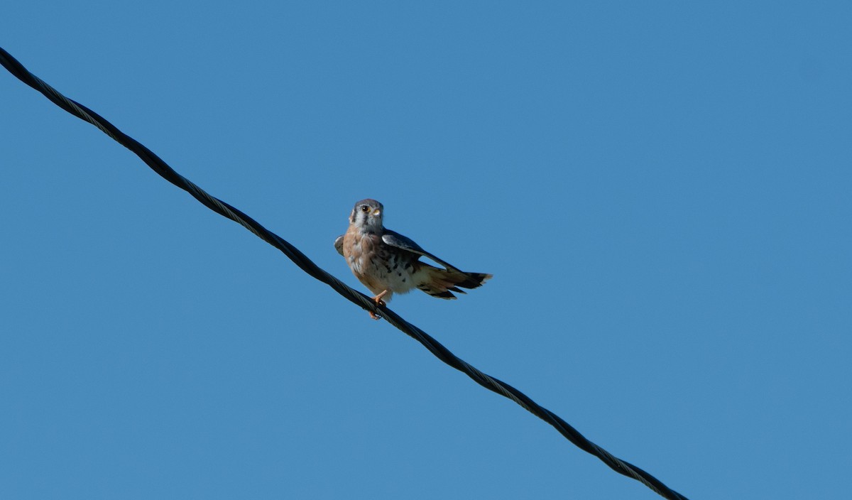 American Kestrel - ML624803609
