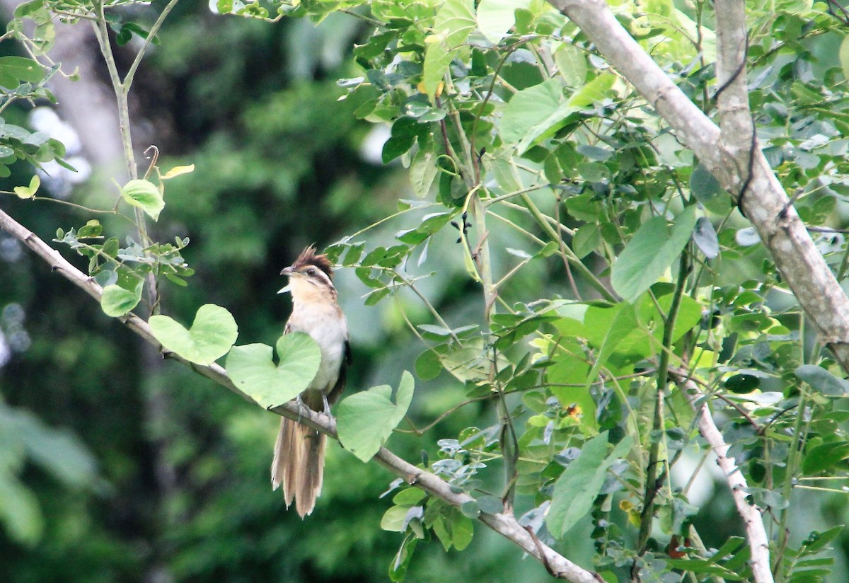 Striped Cuckoo - ML62480361