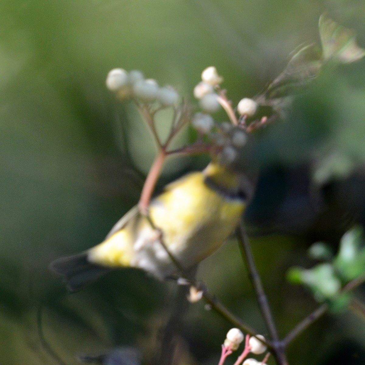 Nashville Warbler - T Reed