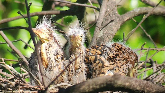 Rufescent Tiger-Heron - ML624803640