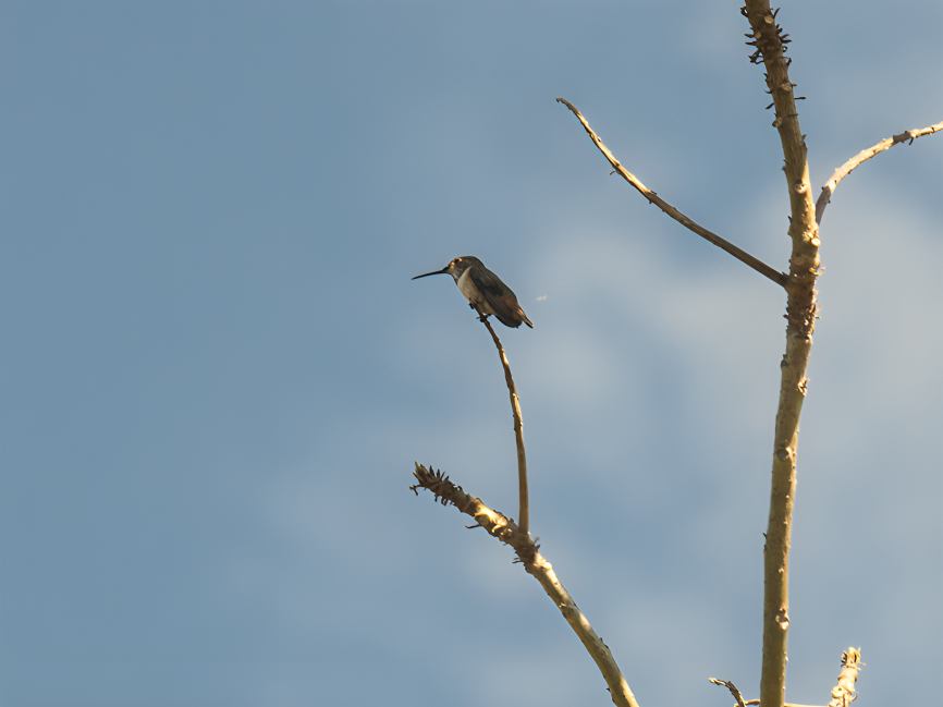 Allen's Hummingbird - ML624803704