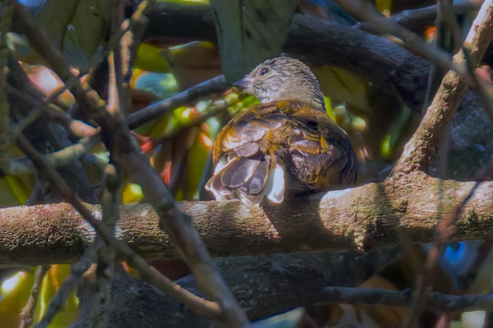 Pallid Honeyguide - ML624803725