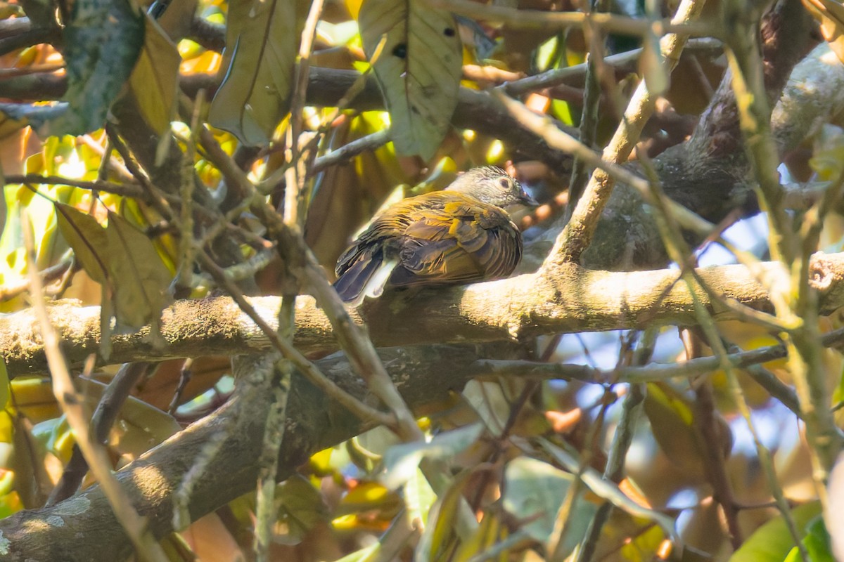 Pallid Honeyguide - ML624803730