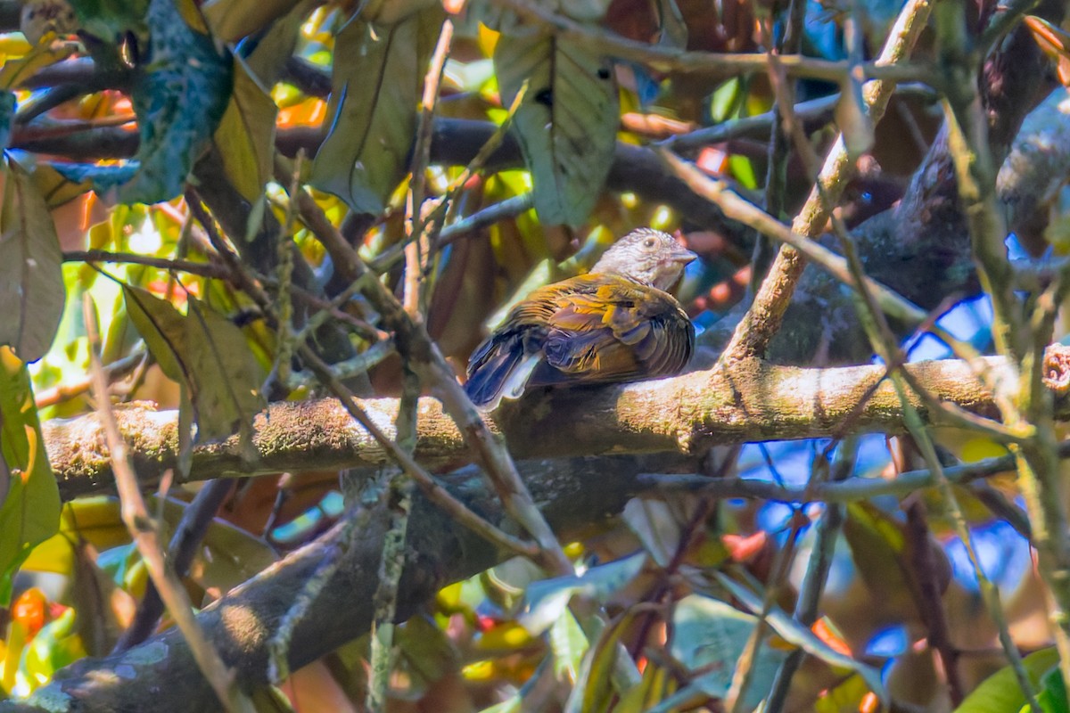 Pallid Honeyguide - ML624803732
