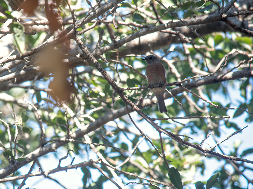 Western Bluebird - ML624803859