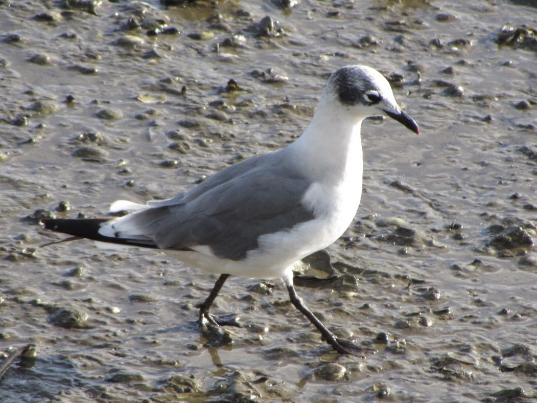 Franklin's Gull - Eduardo Bóveda