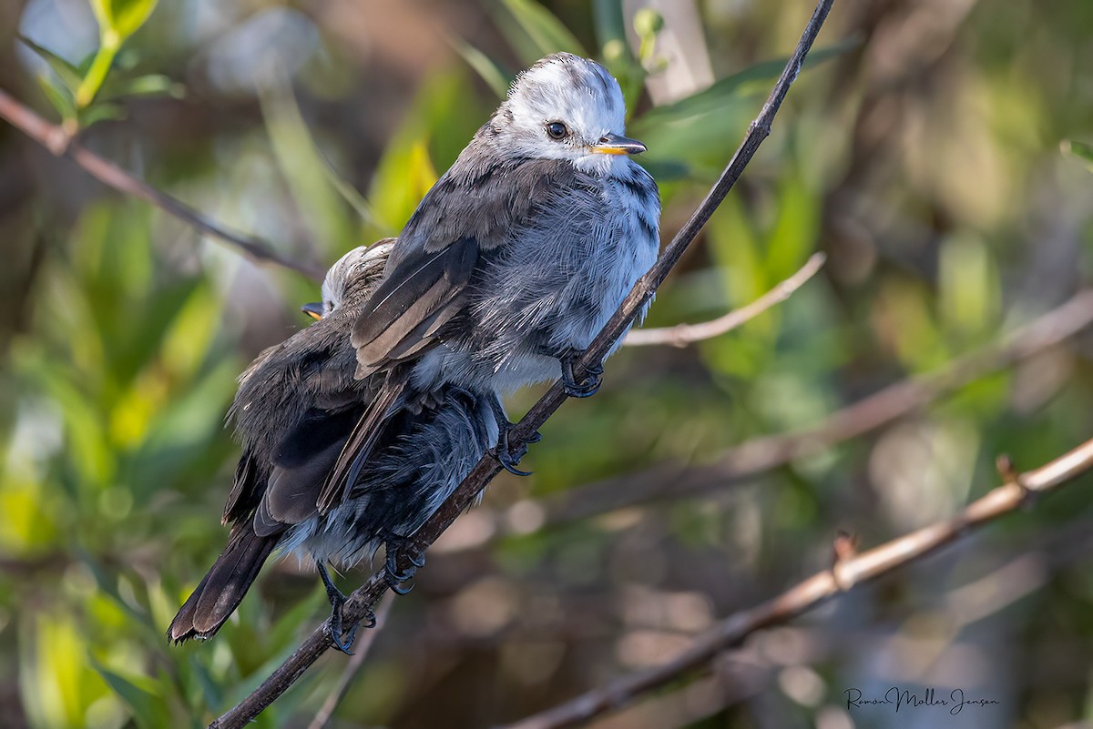 White-headed Marsh Tyrant - ML624803980