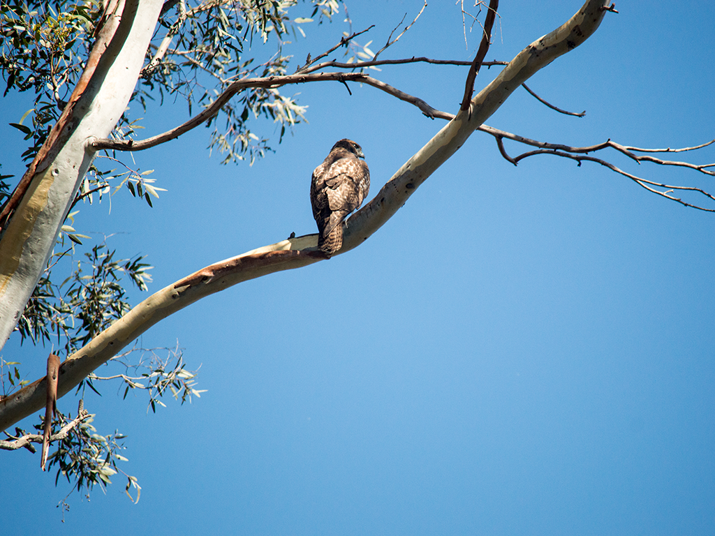 Red-tailed Hawk - Peter Nguyen