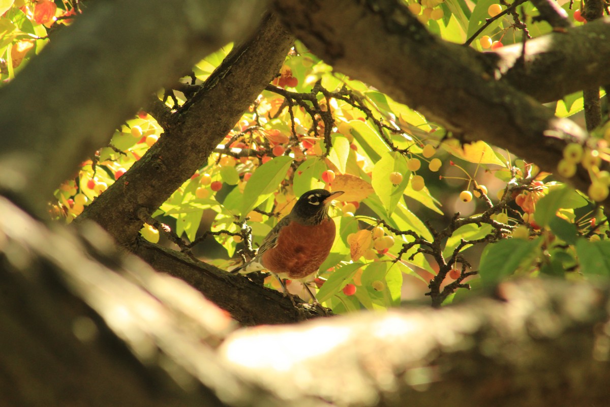 American Robin - ML624804247