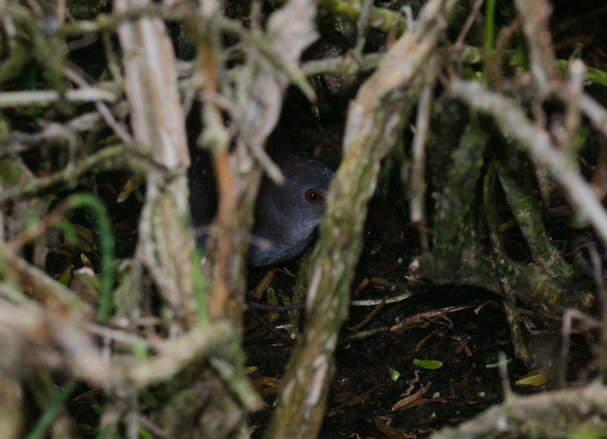 Шиферный коростелёк - ML624804305