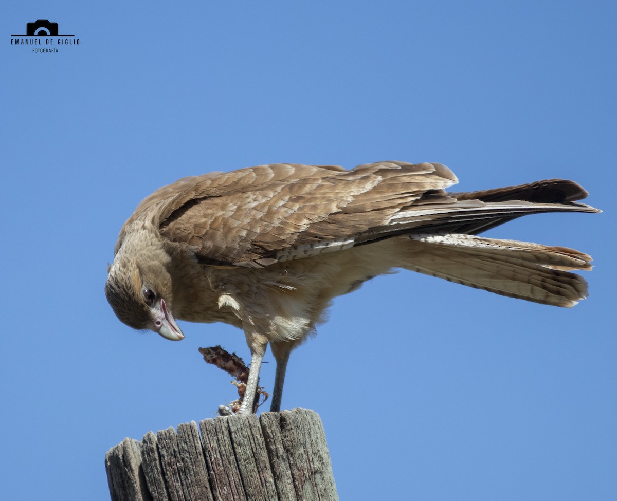 Chimango Caracara - ML624804436