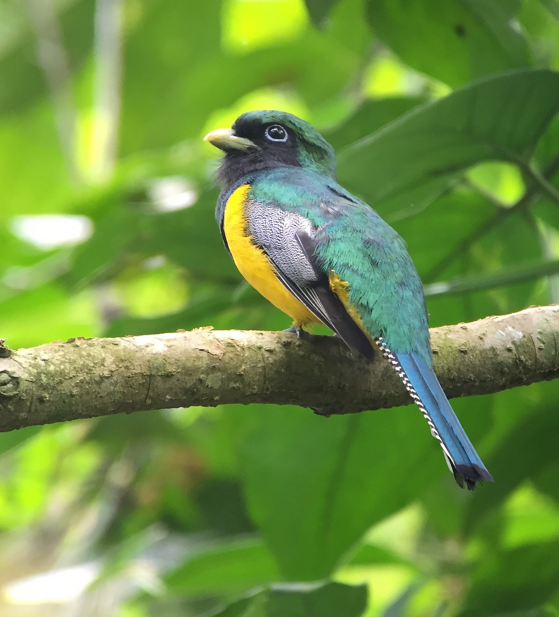 Northern Black-throated Trogon - ML624804474