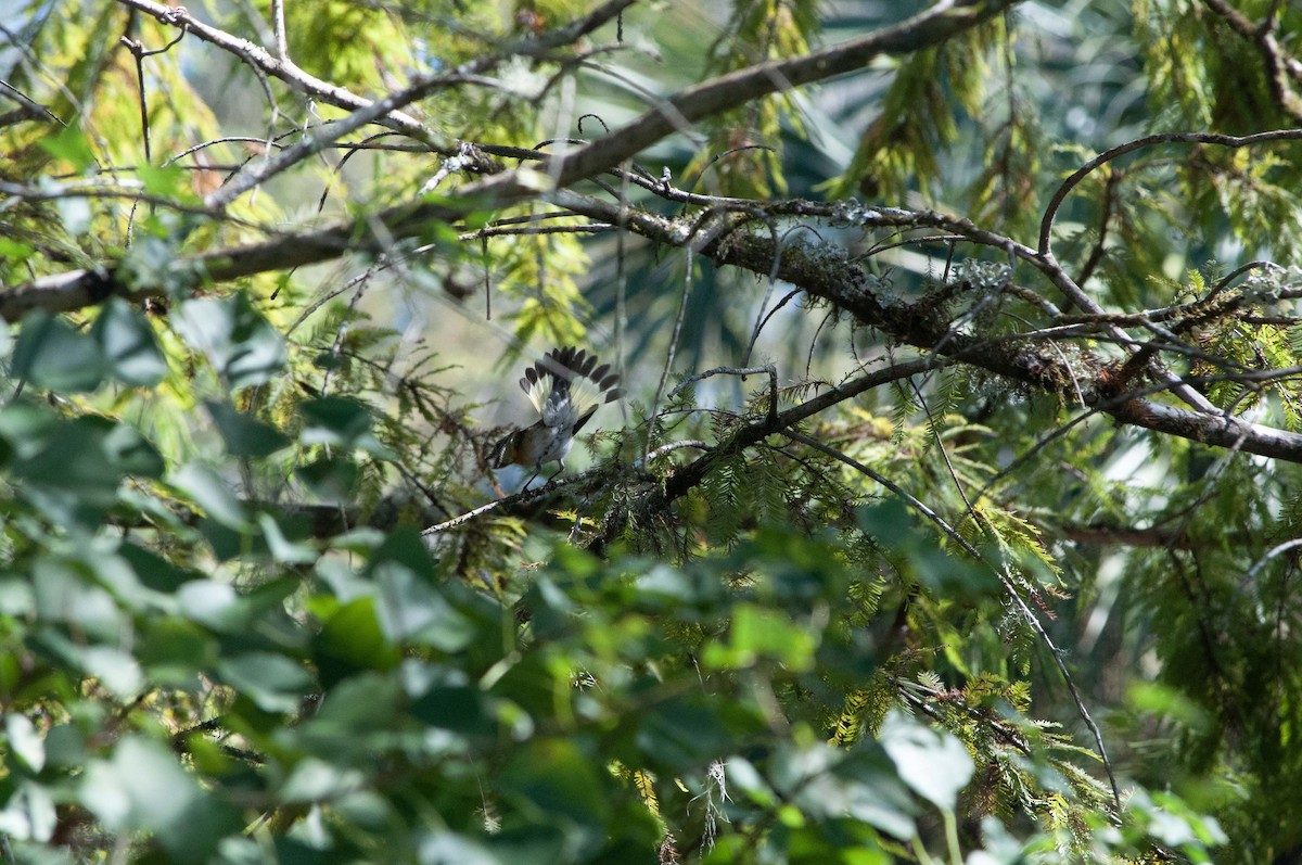 American Redstart - ML624804624