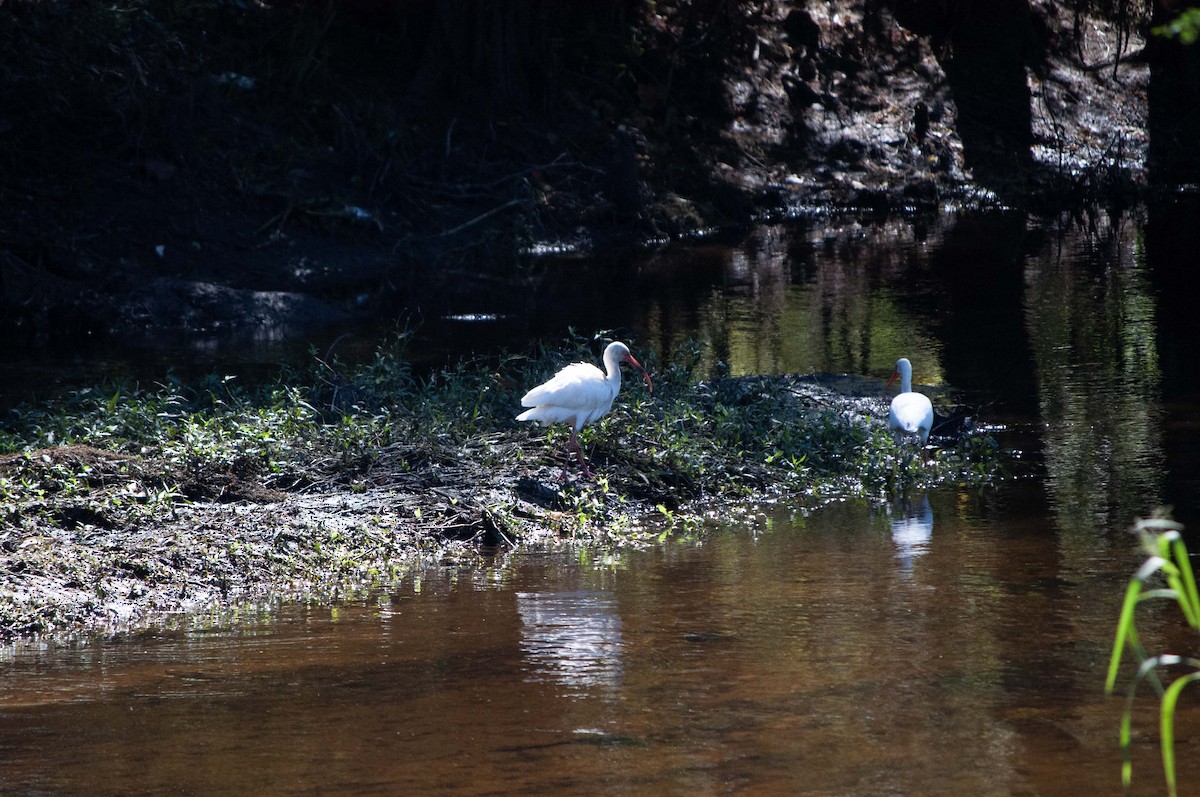 White Ibis - ML624804643