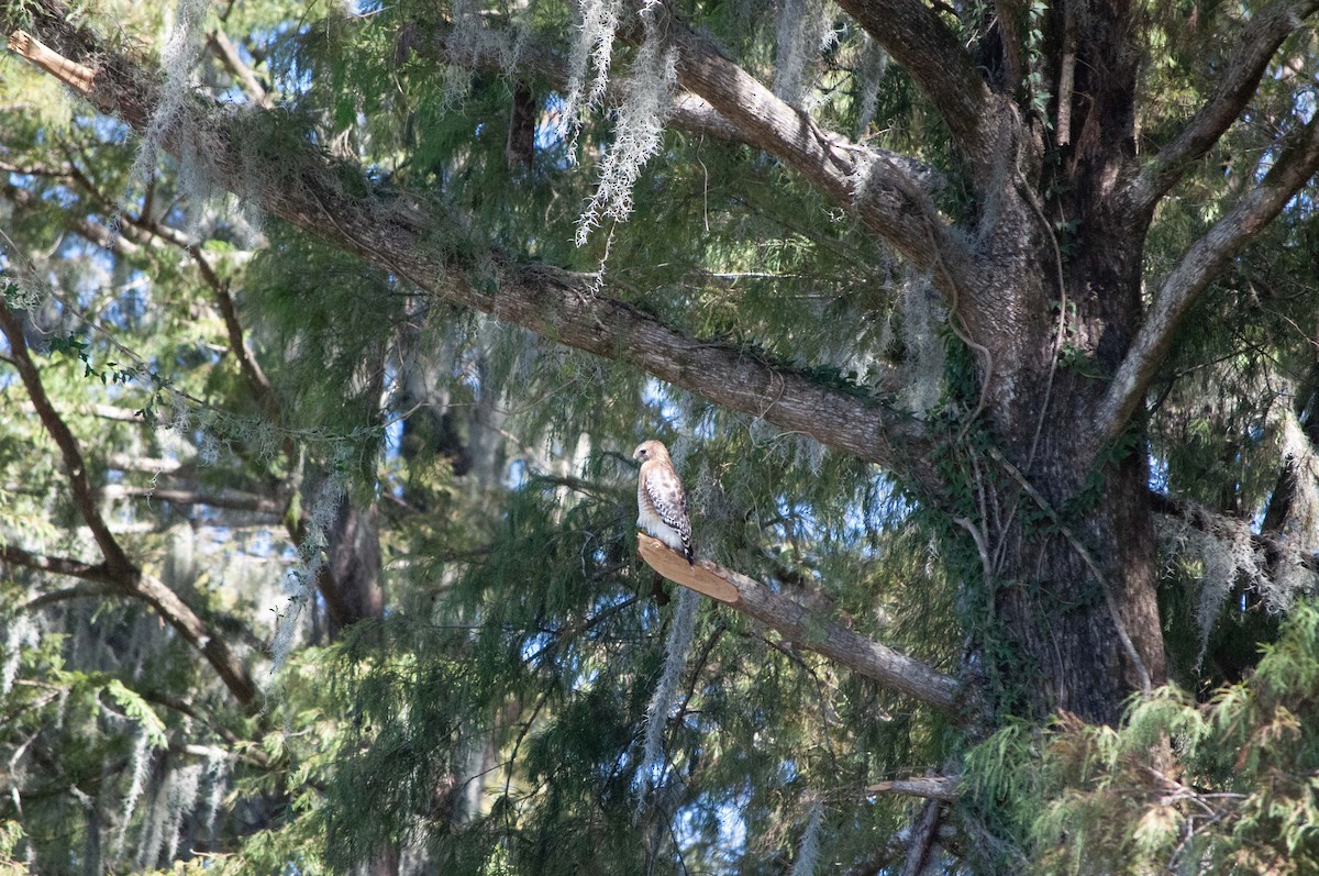 Red-shouldered Hawk - ML624804654