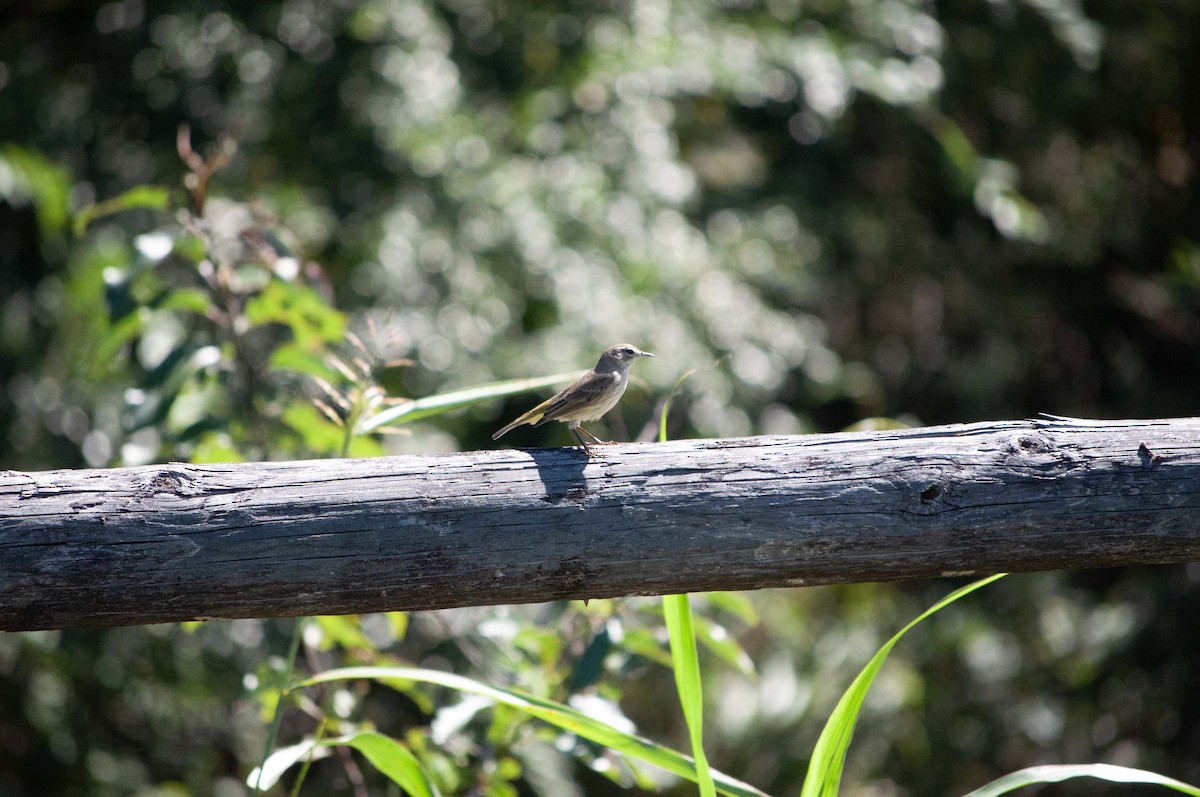 Palm Warbler - ML624804675