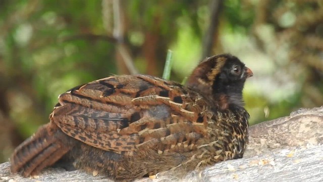 Black-fronted Wood-Quail - ML624804742