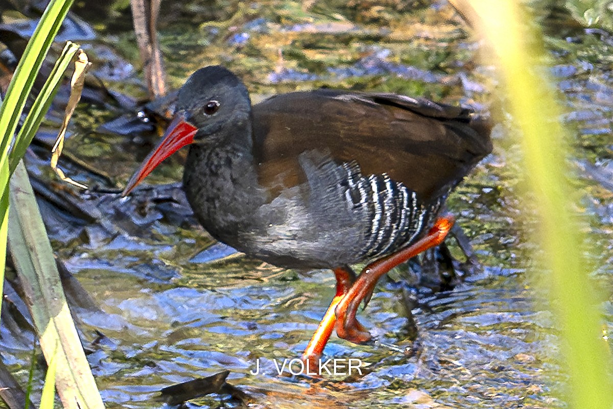 African Rail - ML624804806