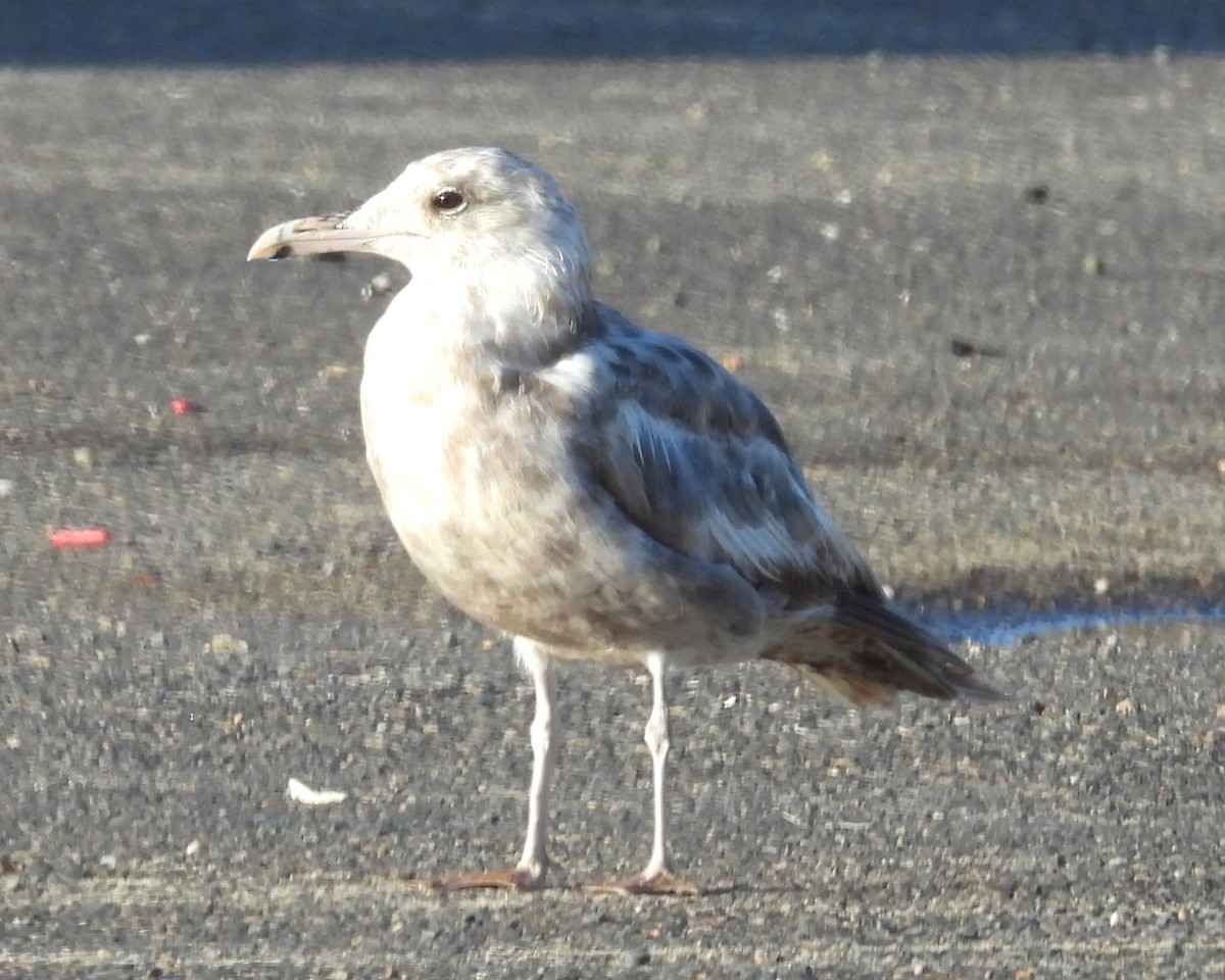 California Gull - ML624804907