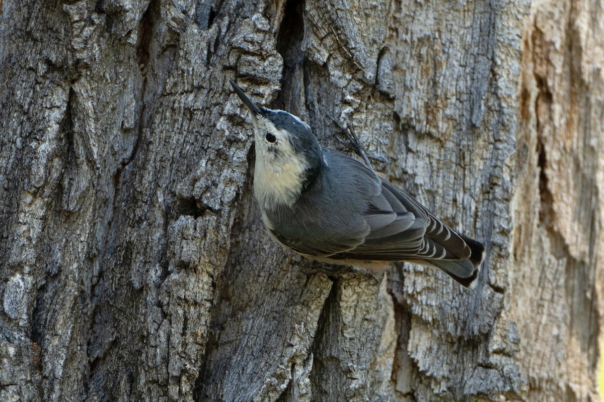 White-breasted Nuthatch - ML624805157