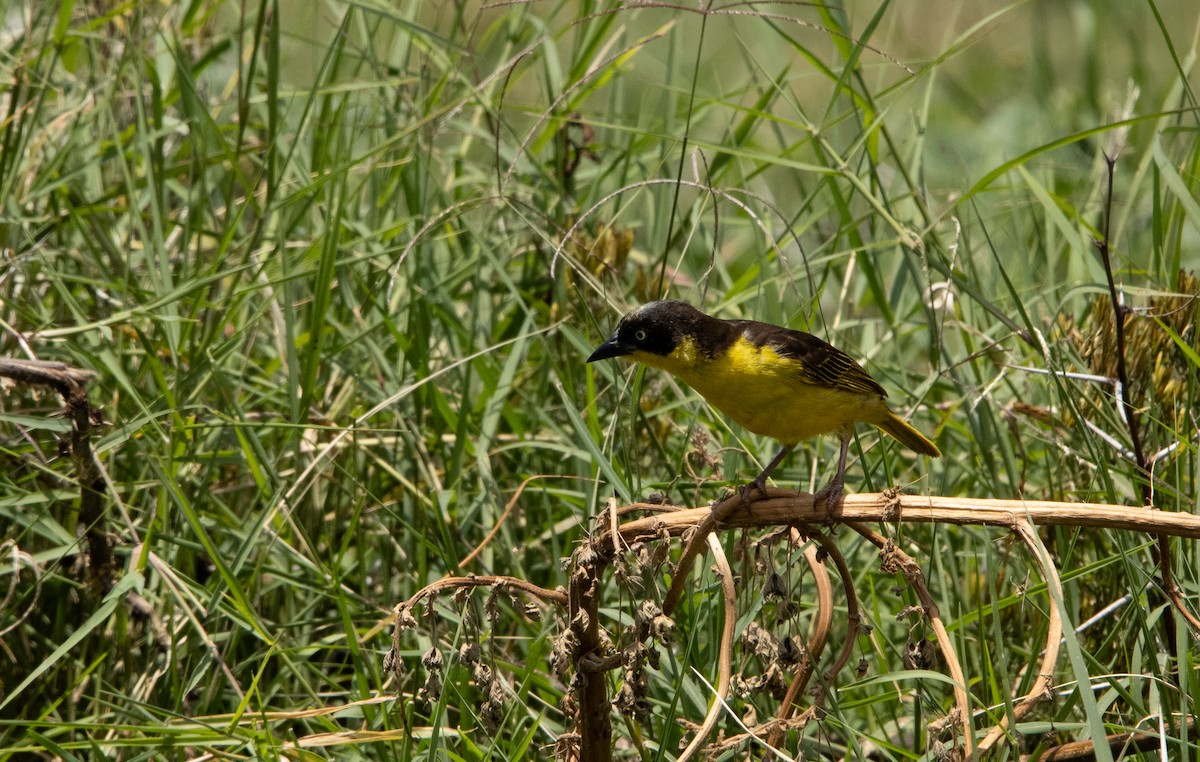 Baglafecht Weaver - ML624805406