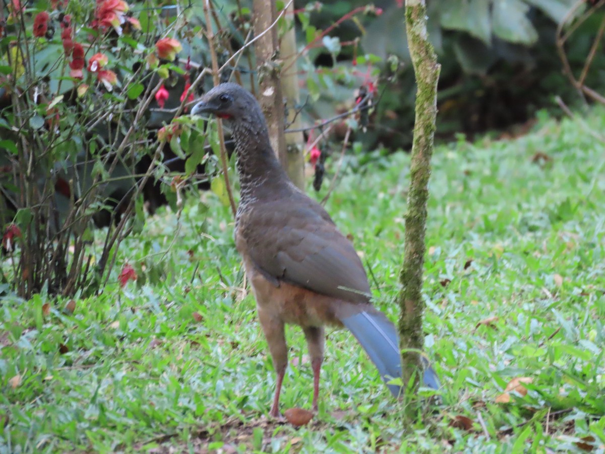 Colombian Chachalaca - ML624805603