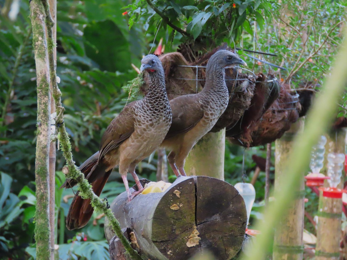 Colombian Chachalaca - ML624805615