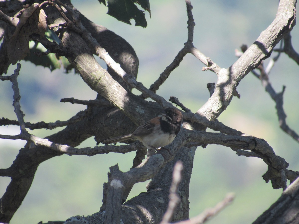 Black-chested Sparrow - ML624805734