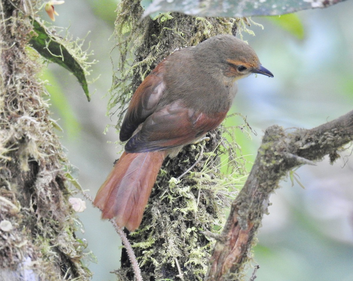 Red-faced Spinetail - ML624805856