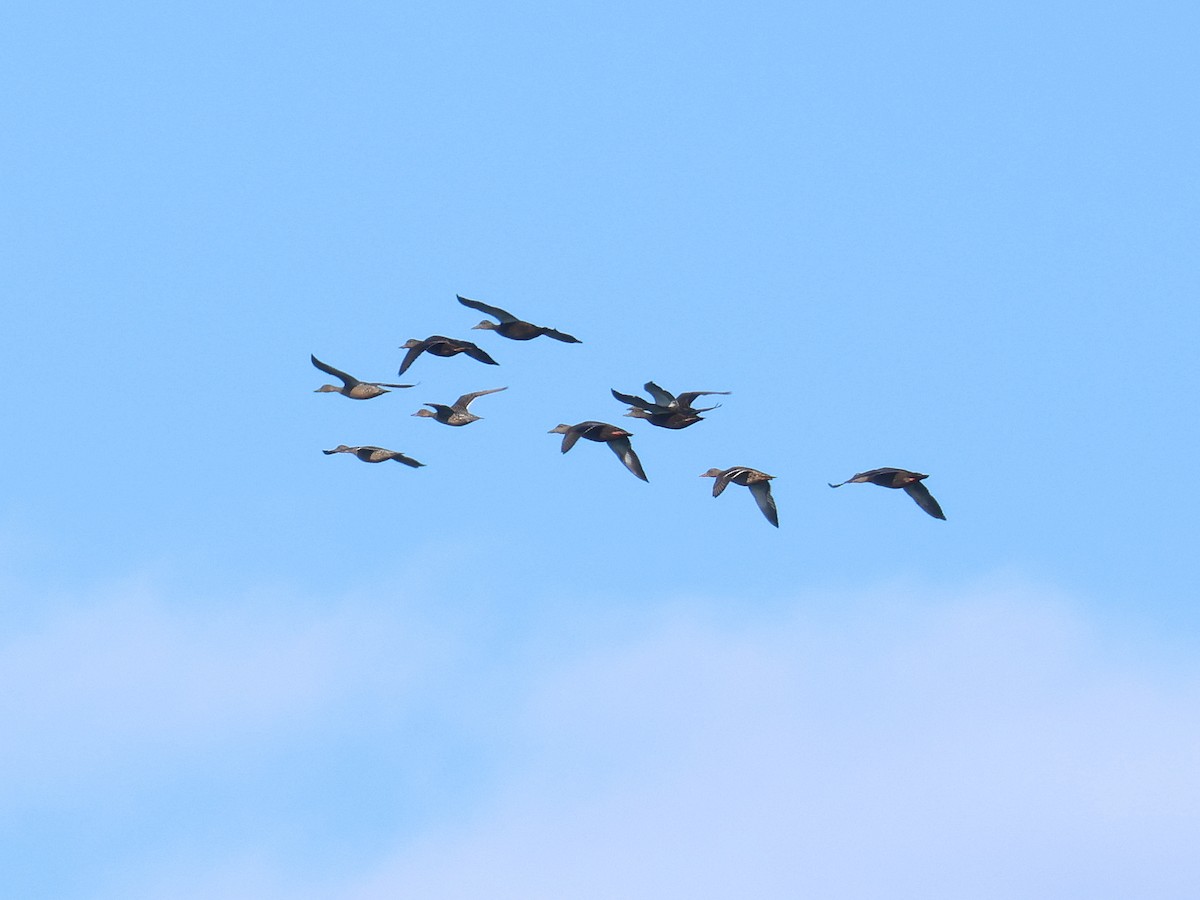 Northern Pintail - ML624805884