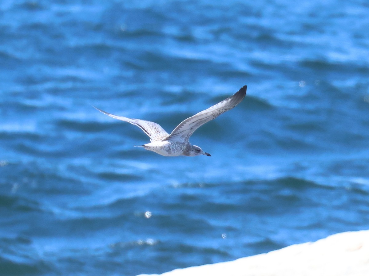 Ring-billed Gull - ML624805923