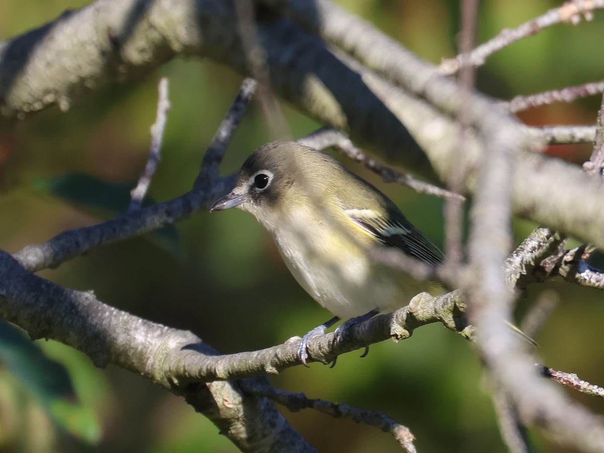 Blue-headed Vireo - ML624805965