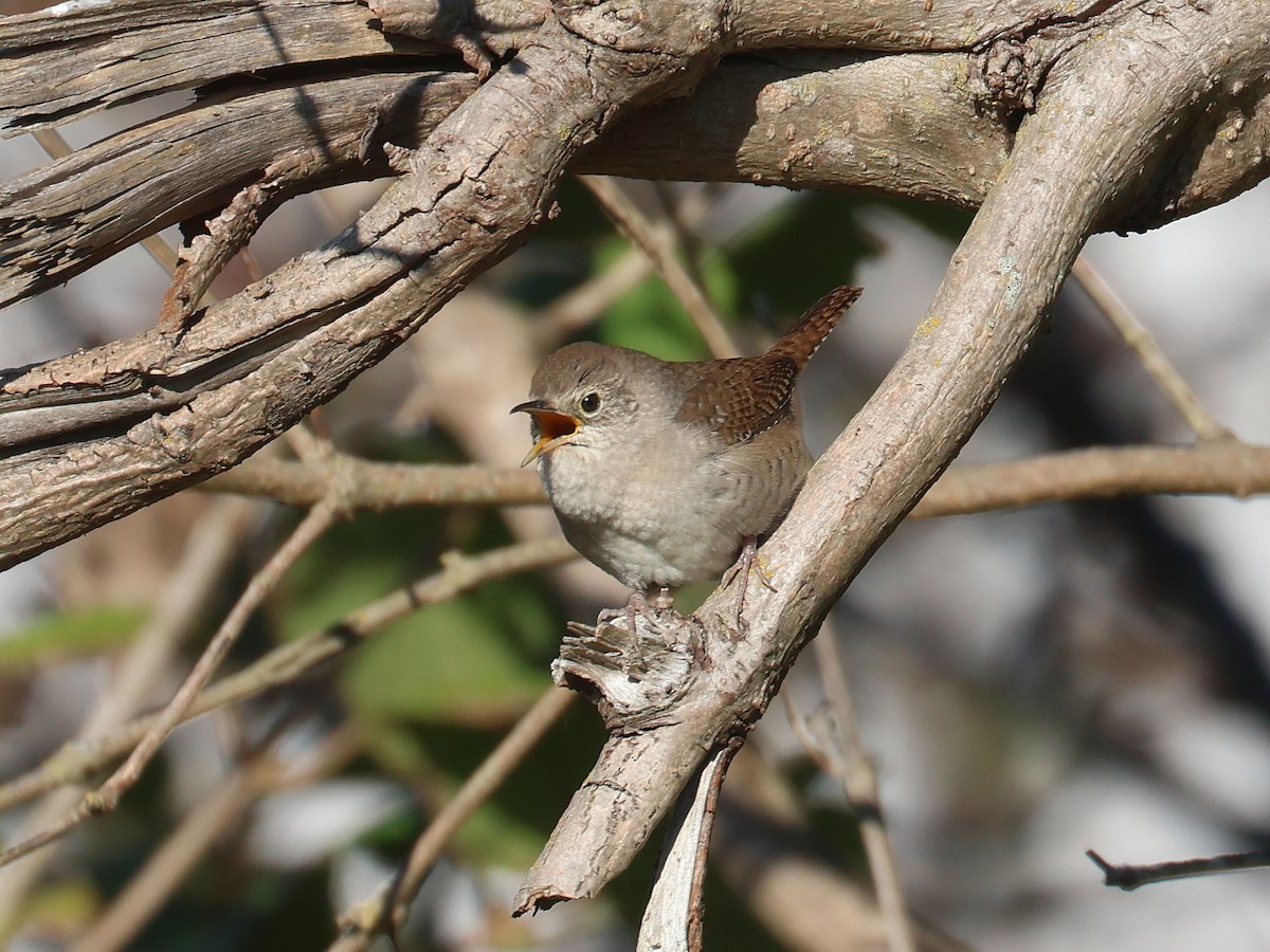 Northern House Wren - ML624805974