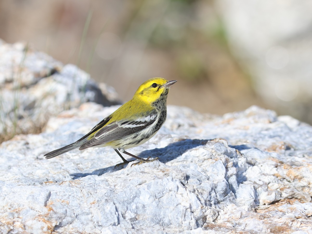 Black-throated Green Warbler - ML624806012