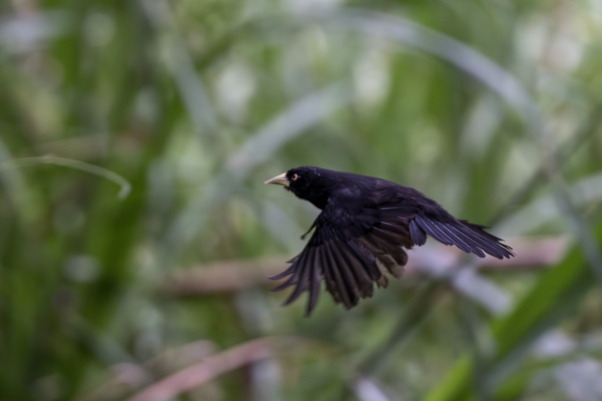 Yellow-billed Cacique (Prevost's) - ML624806185