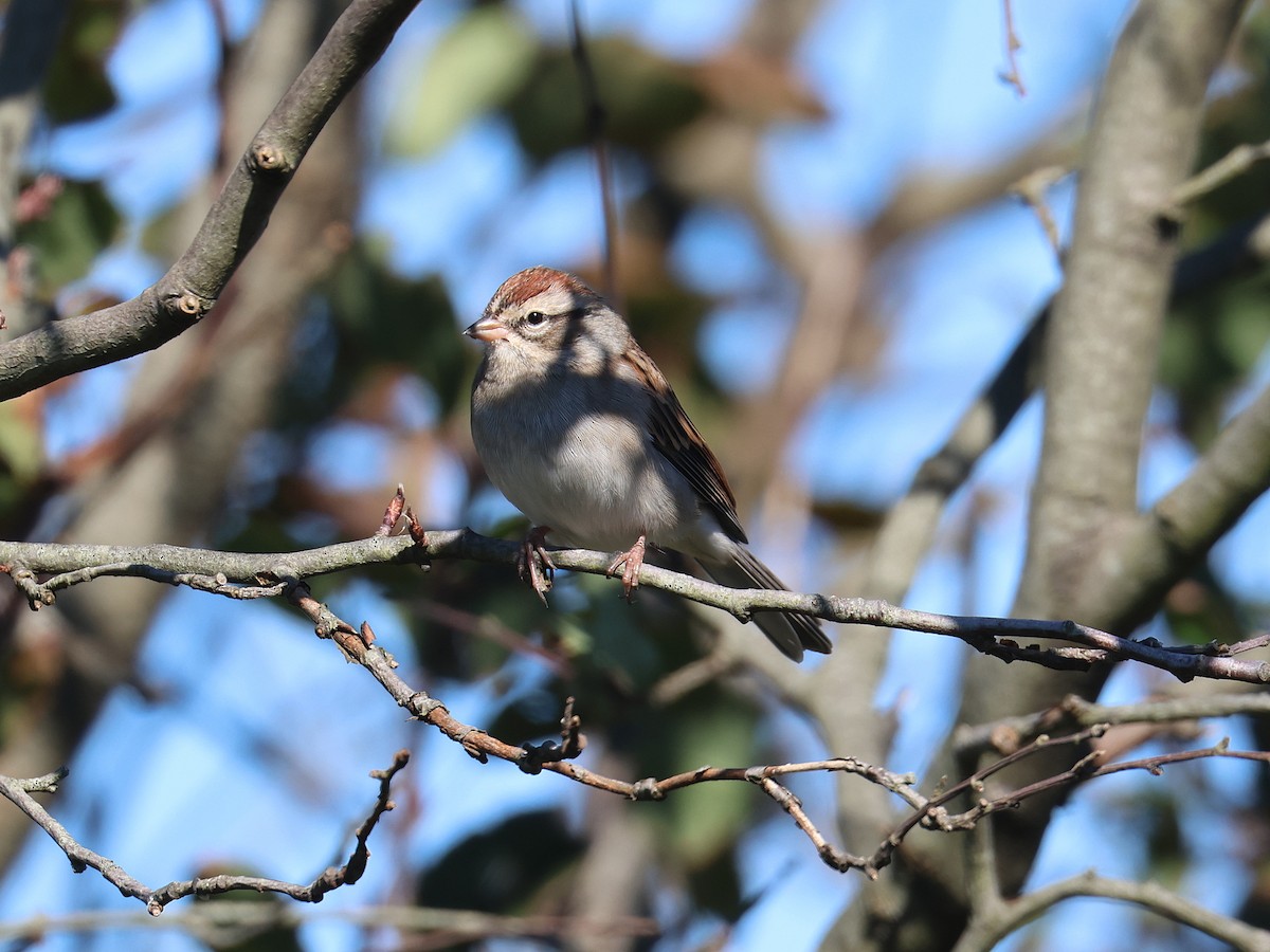 Chipping Sparrow - ML624806221