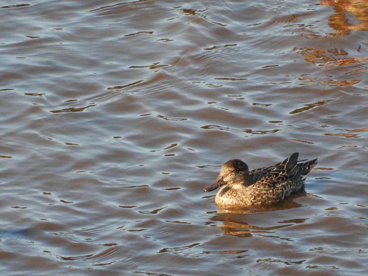 Ногоохон нугас - ML624806231