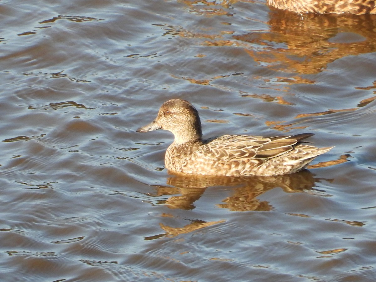 Ногоохон нугас - ML624806232