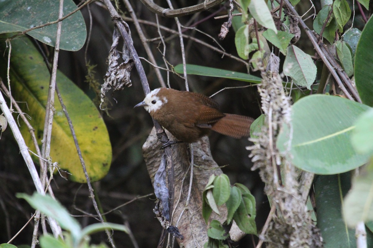 Peruvian Wren - Andrés Sebastián Ochoa Urfano