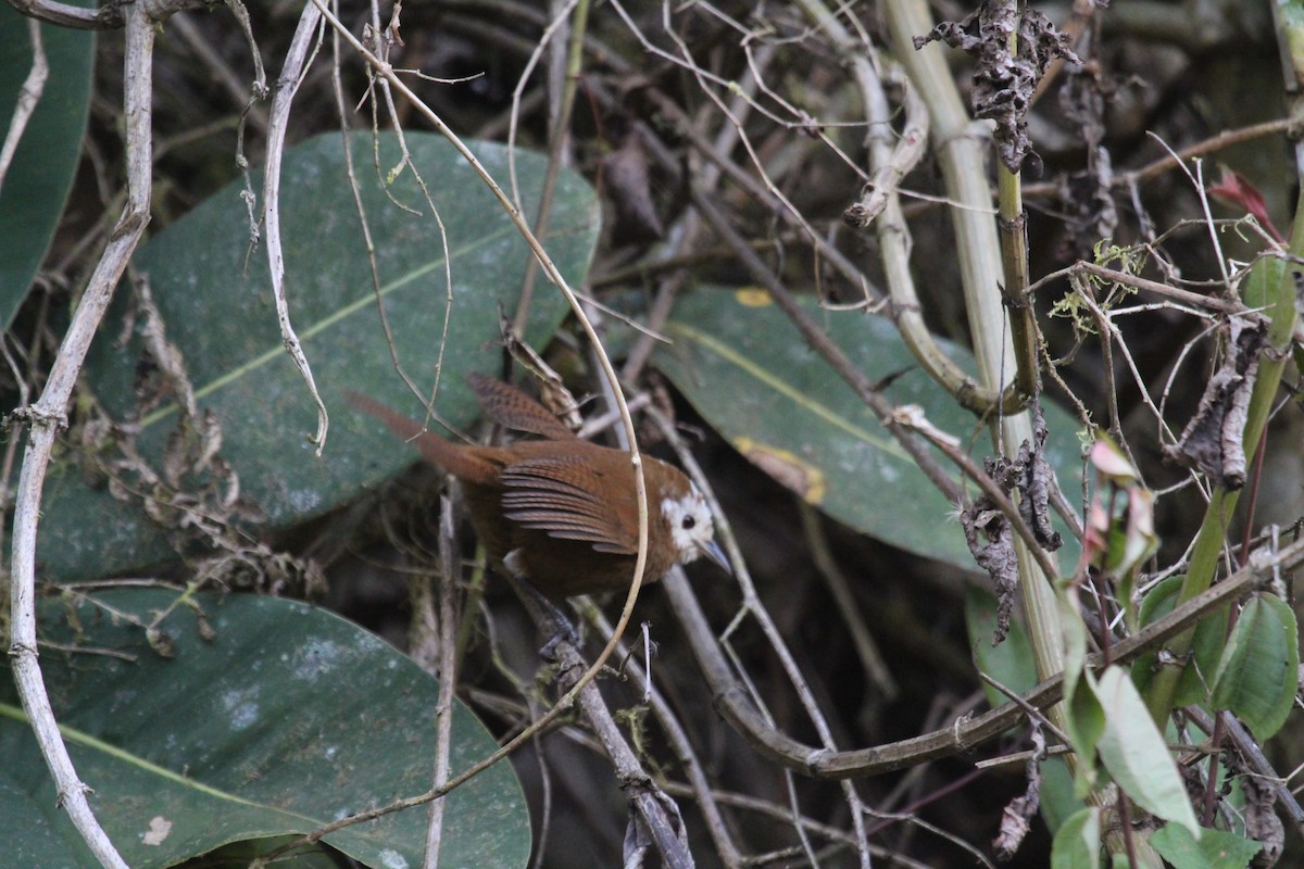 Peruvian Wren - Andrés Sebastián Ochoa Urfano