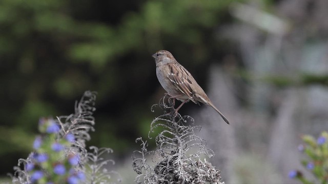 Golden-crowned Sparrow - ML624806299
