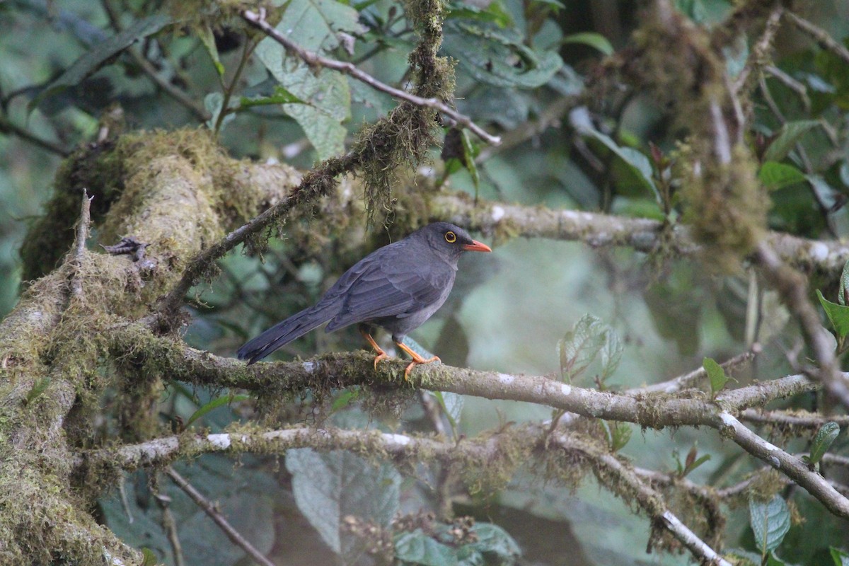 Great Thrush - Andrés Sebastián Ochoa Urfano