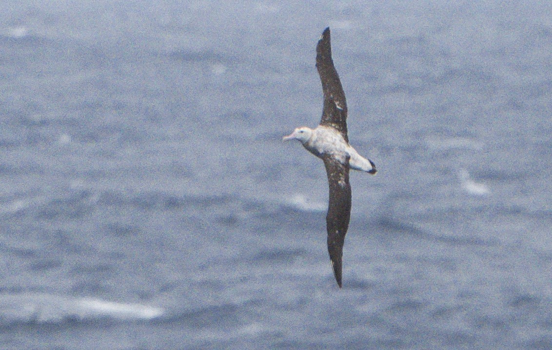 Antipodean Albatross (Gibson's) - ML624806344